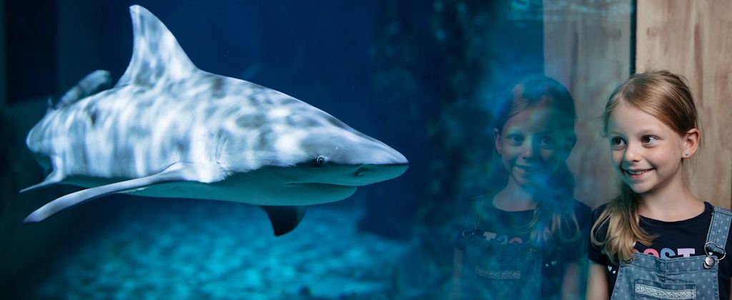 Hai schwimmt durchs Meeresaquarium von Zella-Mehlis; davor ein neugieriges Kind, beide vor dem gläsernen Innenraum zu sehen. Weitere Infos unter ferienwohnung-weimarerland.de