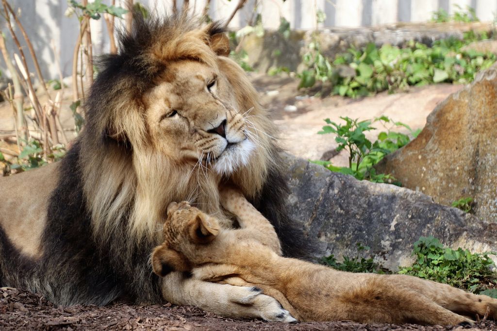 Thüringer Zoopark Erfurt ist einen Familien-Ausflug wert, afrikanischer Tiger, Weitere Infos finden Sie unter ferienwohnung-weimarerland.de.
